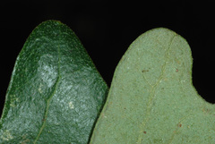 Quercus × drummondii