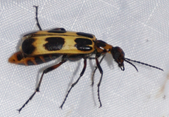 Pyrota palpalis