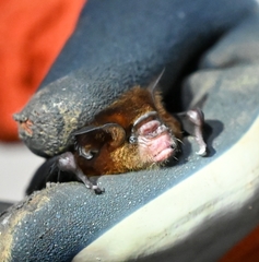 Hipposideros cervinus