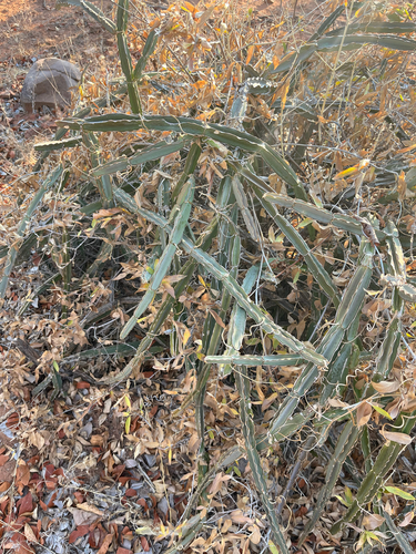 Cissus cactiformis, photograph 5