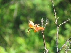 Cotoneaster cinnabarinus
