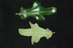 Quercus × drummondii