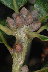 Quercus × drummondii