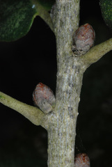 Quercus × drummondii