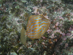 Eubalichthys mosaicus