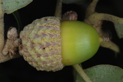 Quercus × drummondii