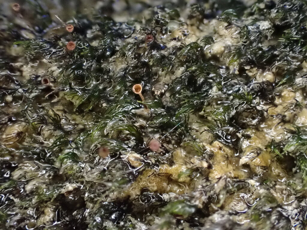 Seligeria irrigata