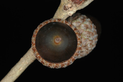 Quercus × drummondii