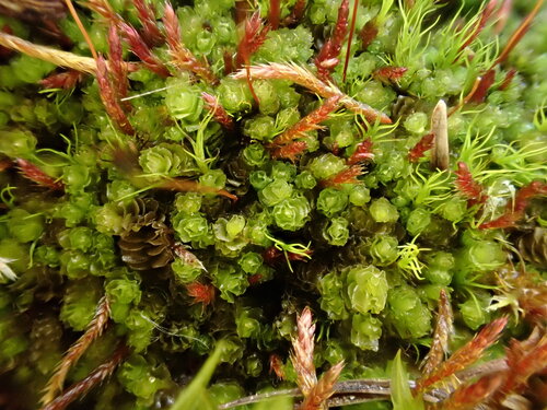 Flush Notchwort (Saccobasis polita)