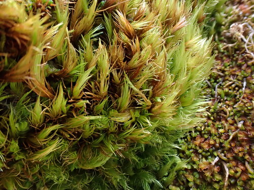 Dicranum elongatum