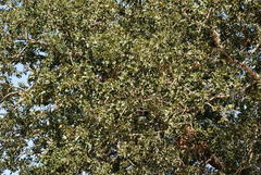 Quercus × drummondii