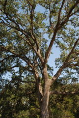Quercus × drummondii