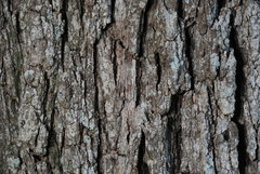 Quercus × drummondii