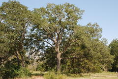 Quercus × drummondii