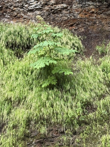 Calamagrostis sachalinensis iNat (1)