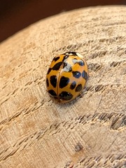 Harmonia axyridis