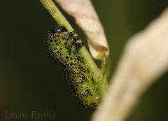 Adurgoa gonagra