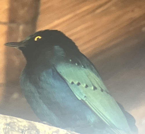 Greater Blue-eared Starling (Lamprotornis chalybaeus), photo 9