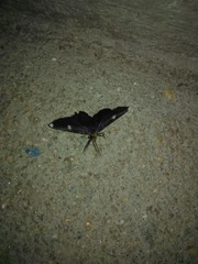 Melanchroia vazquezae