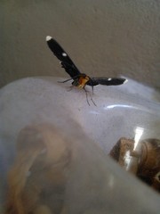 Melanchroia vazquezae