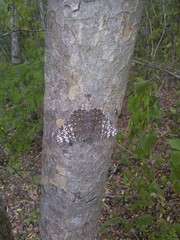 Hamadryas glauconome