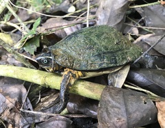 Rhinoclemmys melanosterna