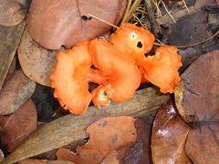 Cantharellus coccolobae
