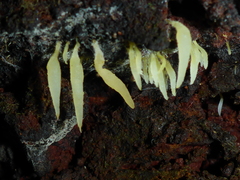 Mucronella fusiformis