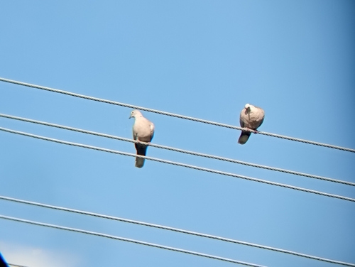 Eurasian Collared-Dove