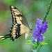 Papilio thoas - Photo (c) Cláudio Dias Timm,  זכויות יוצרים חלקיות (CC BY-NC-SA)