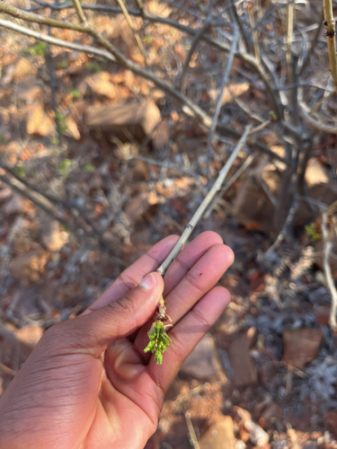 Jatropha messinica E.A.Bruce