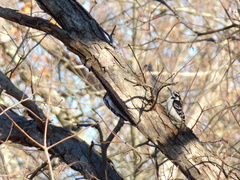 Dryobates villosus villosus