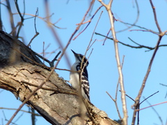 Dryobates villosus villosus