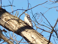 Dryobates villosus villosus