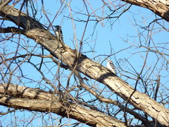 Dryobates villosus villosus