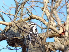 Dryobates villosus villosus