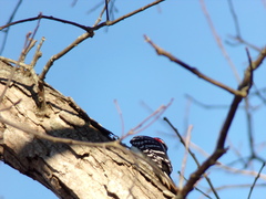 Dryobates villosus villosus