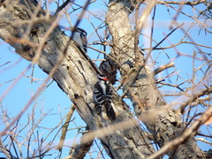 Dryobates villosus villosus