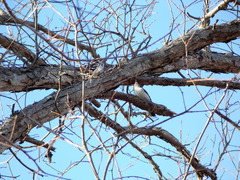 Dryobates villosus villosus