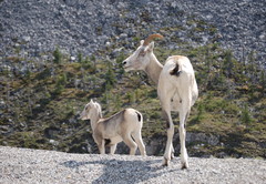 Ovis dalli stonei