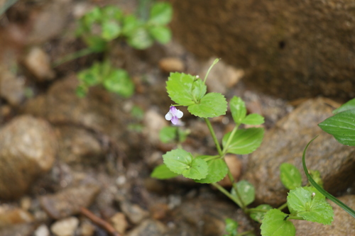Craterostigma nummulariifolium observed 2025-08-20