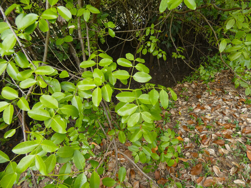 Xylocarpus moluccensis, photograph 6