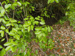 Xylocarpus moluccensis, photograph (c) Steve Fitzgerald, some rights reserved (CC BY-SA)