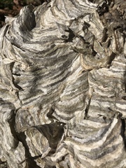 Dolichovespula maculata