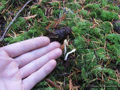 Trichoderma leucopus