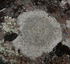 Lecanora oreinoides