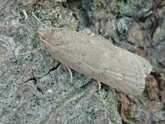 Phaeosaces apocrypta
