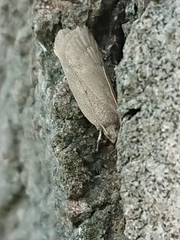 Phaeosaces apocrypta