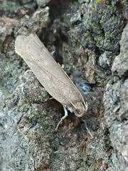 Phaeosaces apocrypta