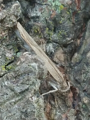 Phaeosaces apocrypta